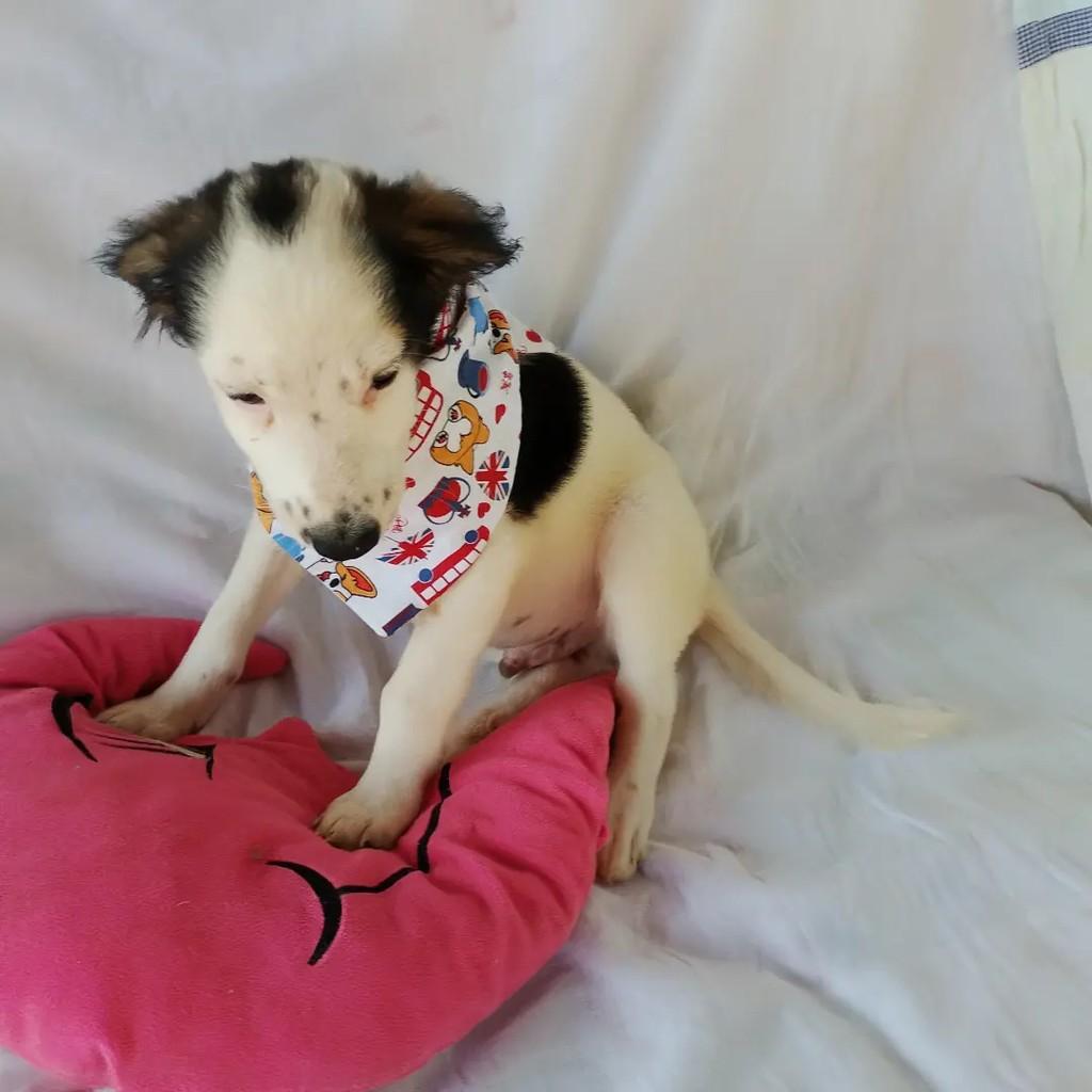 Peter Pan, cachorro de porte pequeno para adoção em Salvador - BA — foto 4 de 10