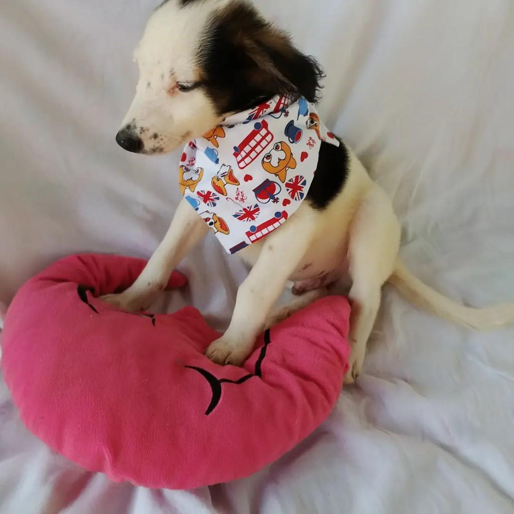 Peter Pan, cachorro de porte pequeno para adoção em Salvador - BA — foto 5 de 10