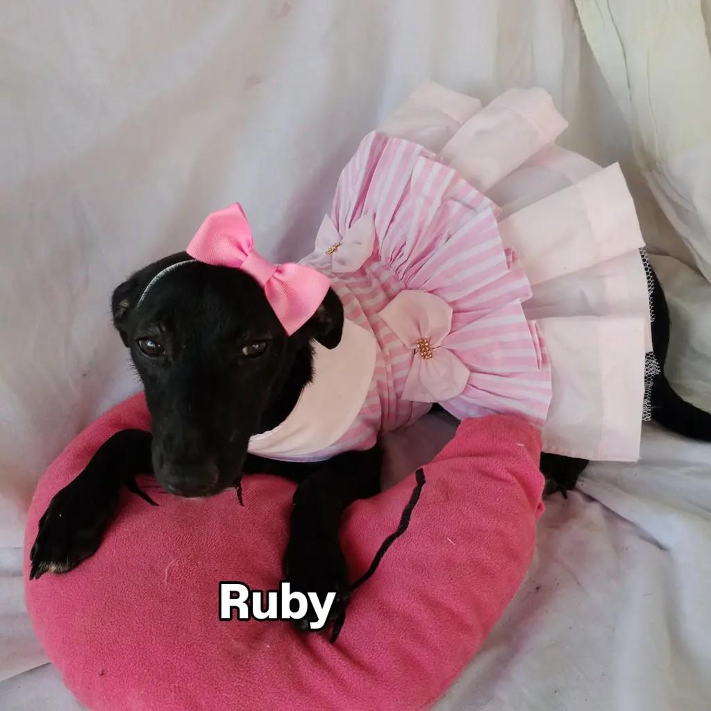 Ruby, cadela de porte pequeno para adoção em Salvador - BA