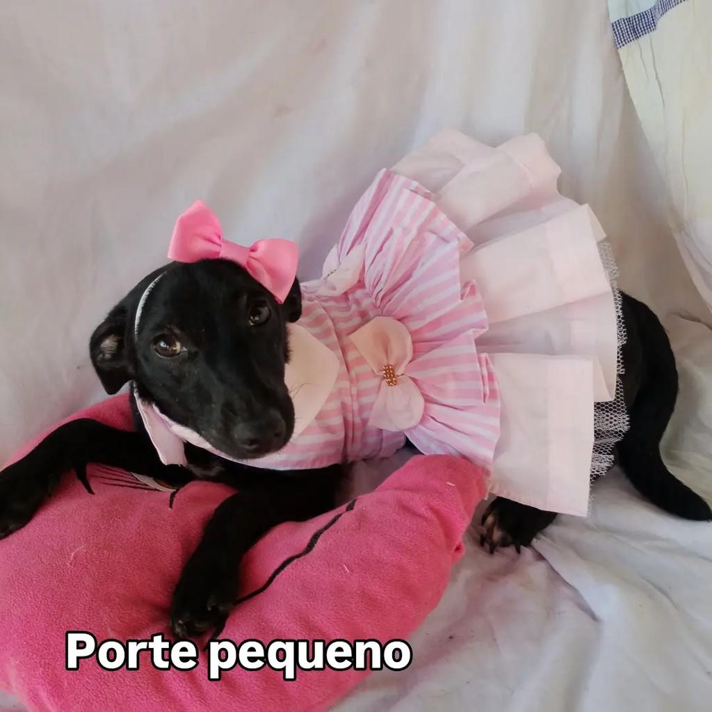 Ruby, cadela de porte pequeno para adoção em Salvador - BA — foto 2 de 12