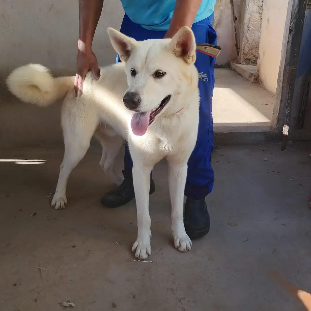 Adam Russel, cachorro de porte médio para adoção em Salvador - BA
