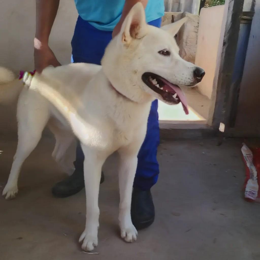 Adam Russel, cachorro de porte médio para adoção em Salvador - BA — foto 2 de 3
