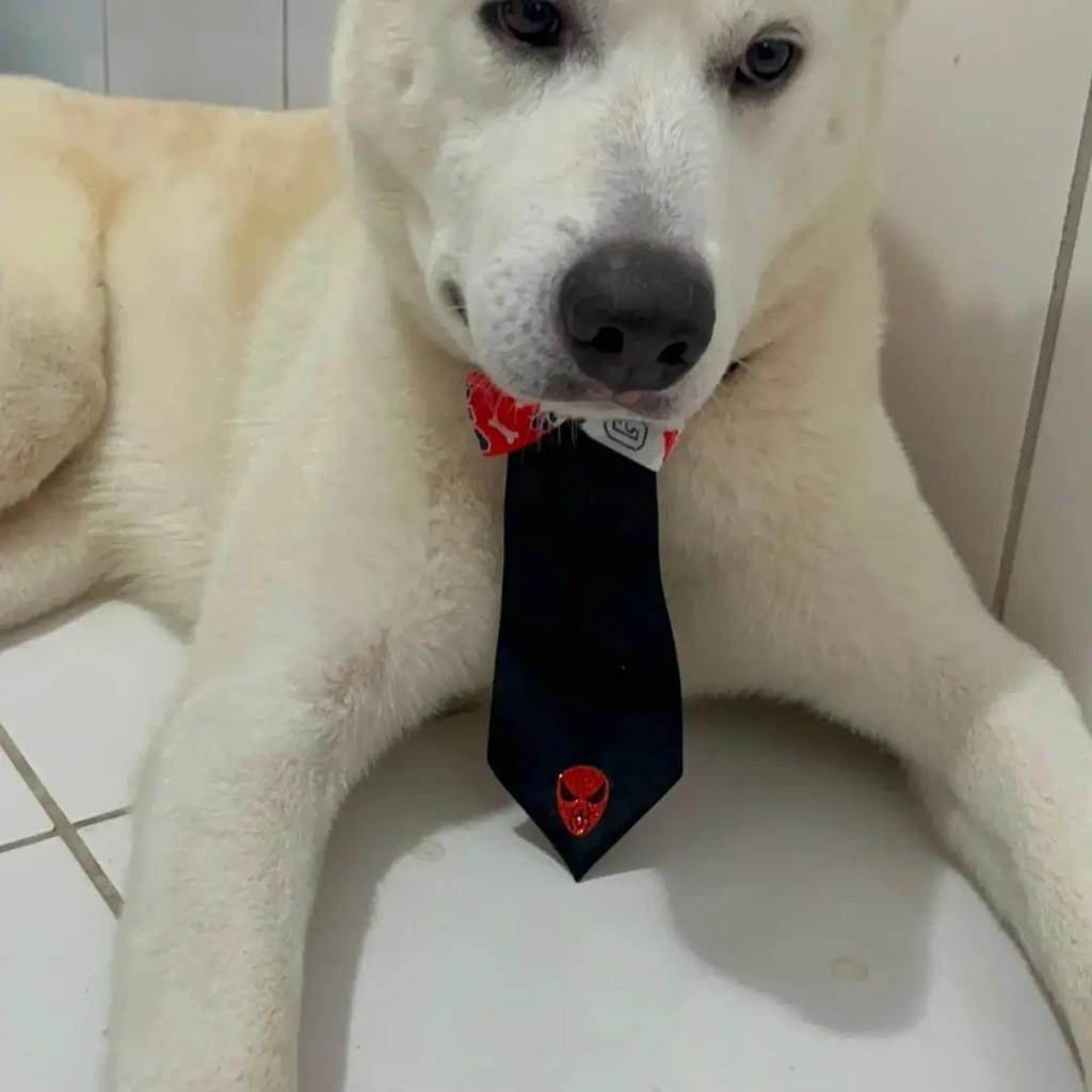 Adam Russel, cachorro de porte médio para adoção em Salvador - BA — foto 3 de 3