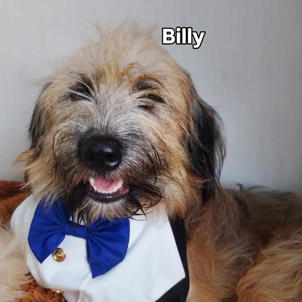 Billy, cachorro de porte pequeno para adoção em Salvador - BA