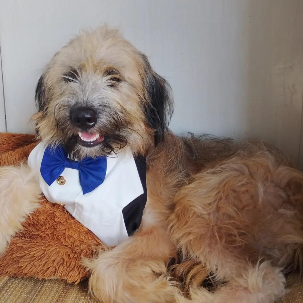 Billy, cachorro de porte pequeno para adoção em Salvador - BA — foto 2 de 13