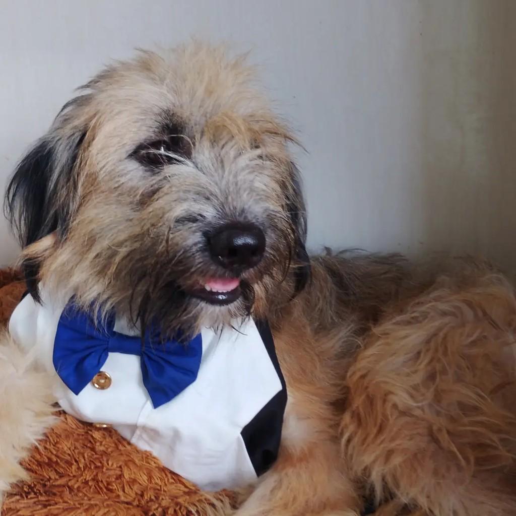 Billy, cachorro de porte pequeno para adoção em Salvador - BA — foto 4 de 13