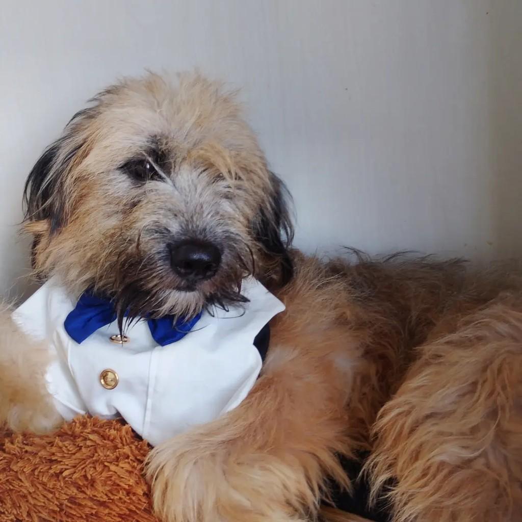 Billy, cachorro de porte pequeno para adoção em Salvador - BA — foto 5 de 13