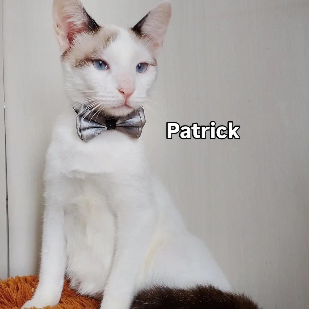Patrick, gato de porte pequeno para adoção em Salvador - BA