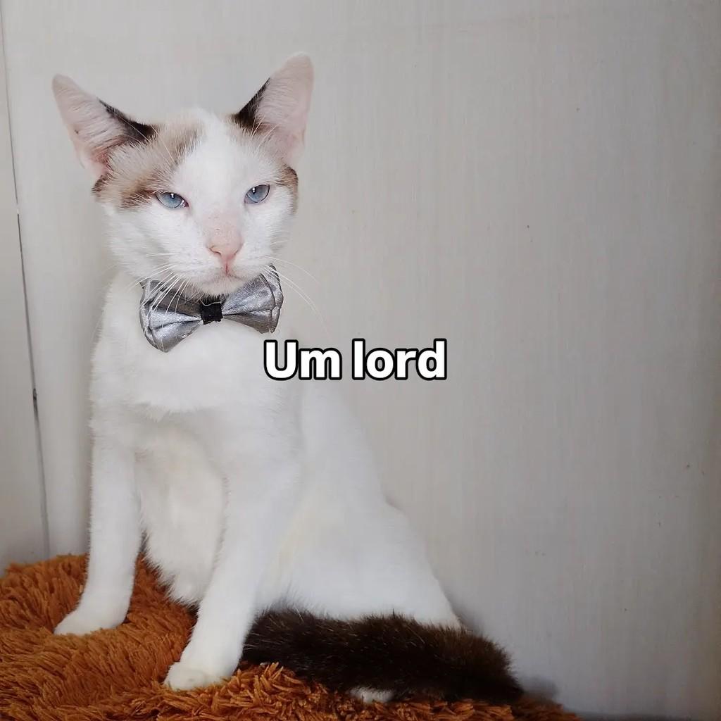 Patrick, gato de porte pequeno para adoção em Salvador - BA — foto 2 de 16