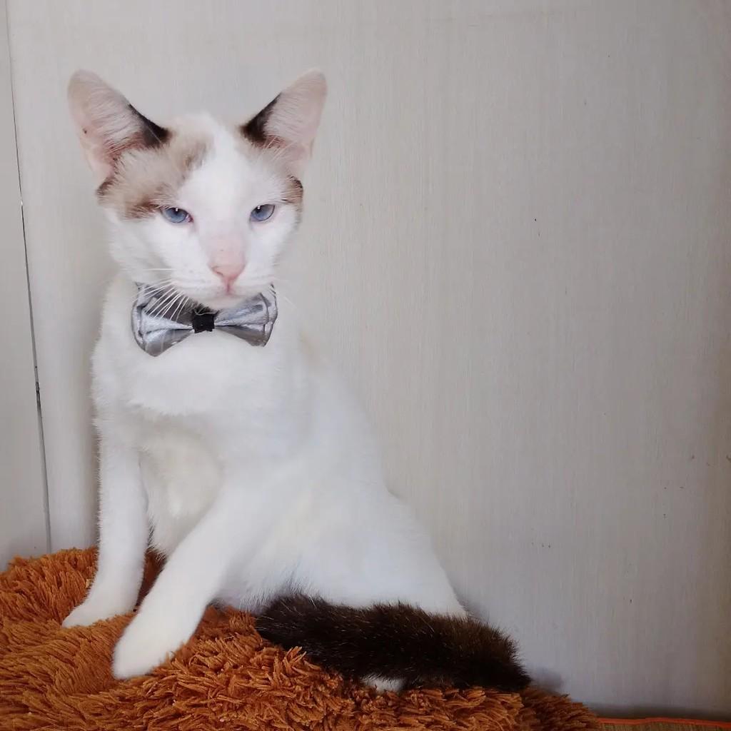 Patrick, gato de porte pequeno para adoção em Salvador - BA — foto 4 de 16