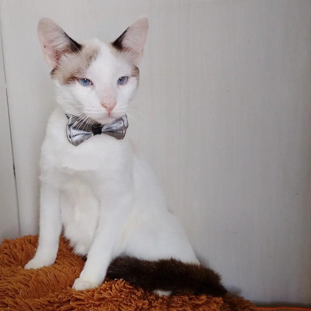 Patrick, gato de porte pequeno para adoção em Salvador - BA — foto 5 de 16