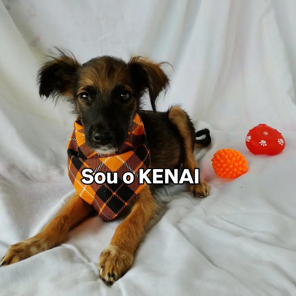 Baby Kenai, cachorro de porte pequeno para adoção em Salvador - BA