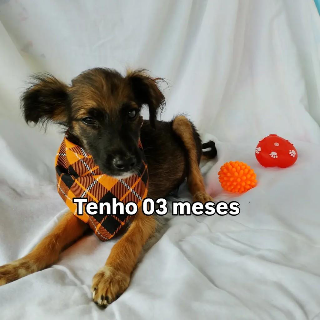 Baby Kenai, cachorro de porte pequeno para adoção em Salvador - BA — foto 2 de 6