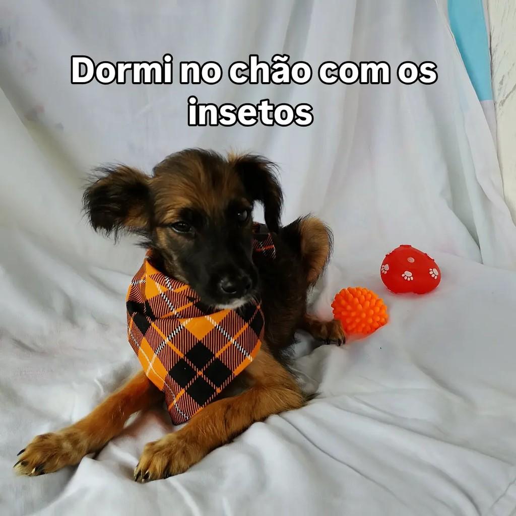 Baby Kenai, cachorro de porte pequeno para adoção em Salvador - BA — foto 3 de 6