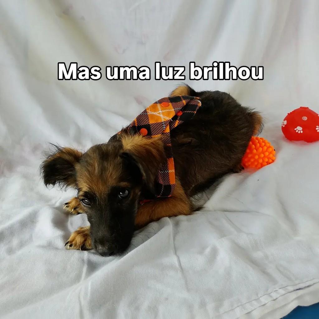 Baby Kenai, cachorro de porte pequeno para adoção em Salvador - BA — foto 4 de 6