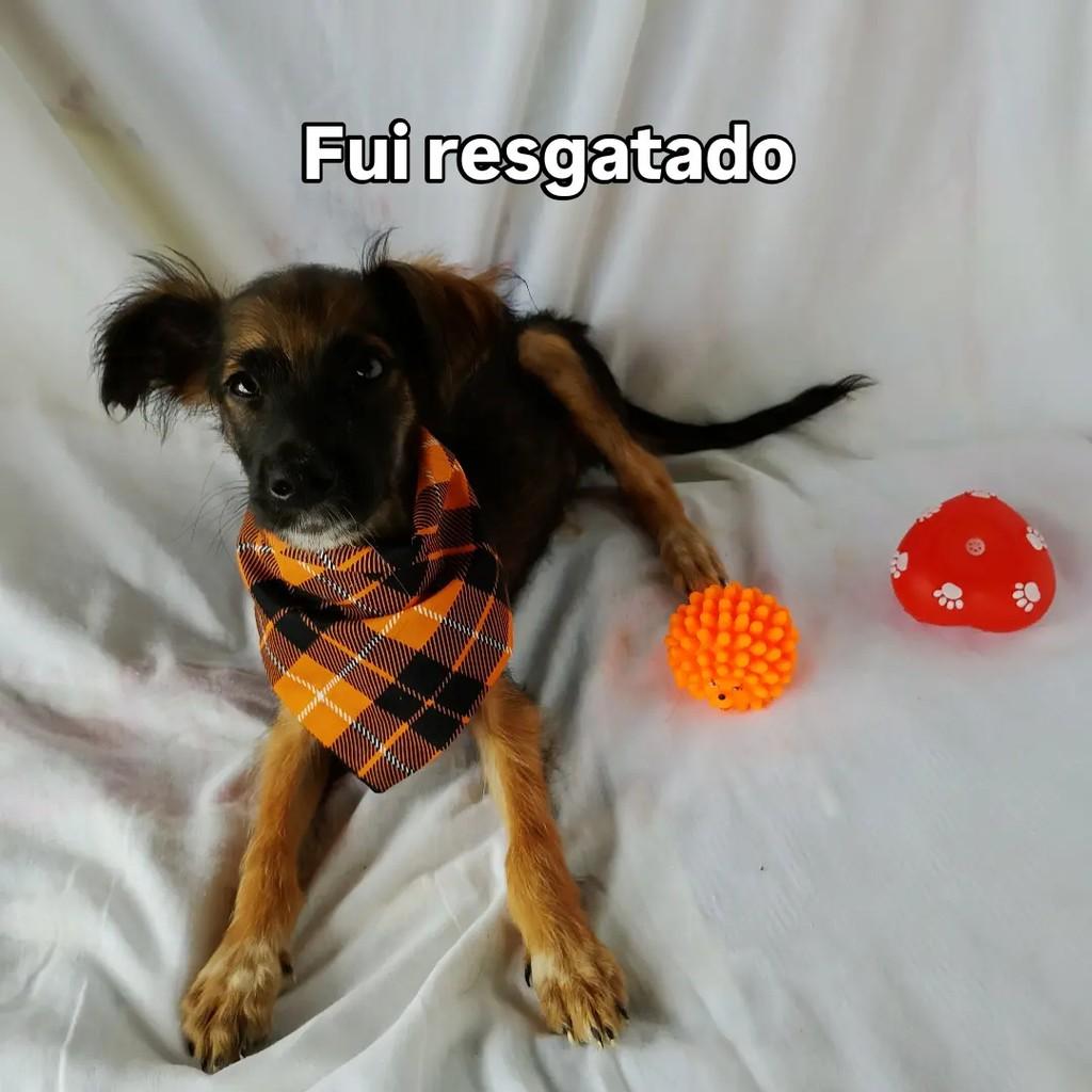 Baby Kenai, cachorro de porte pequeno para adoção em Salvador - BA — foto 5 de 6