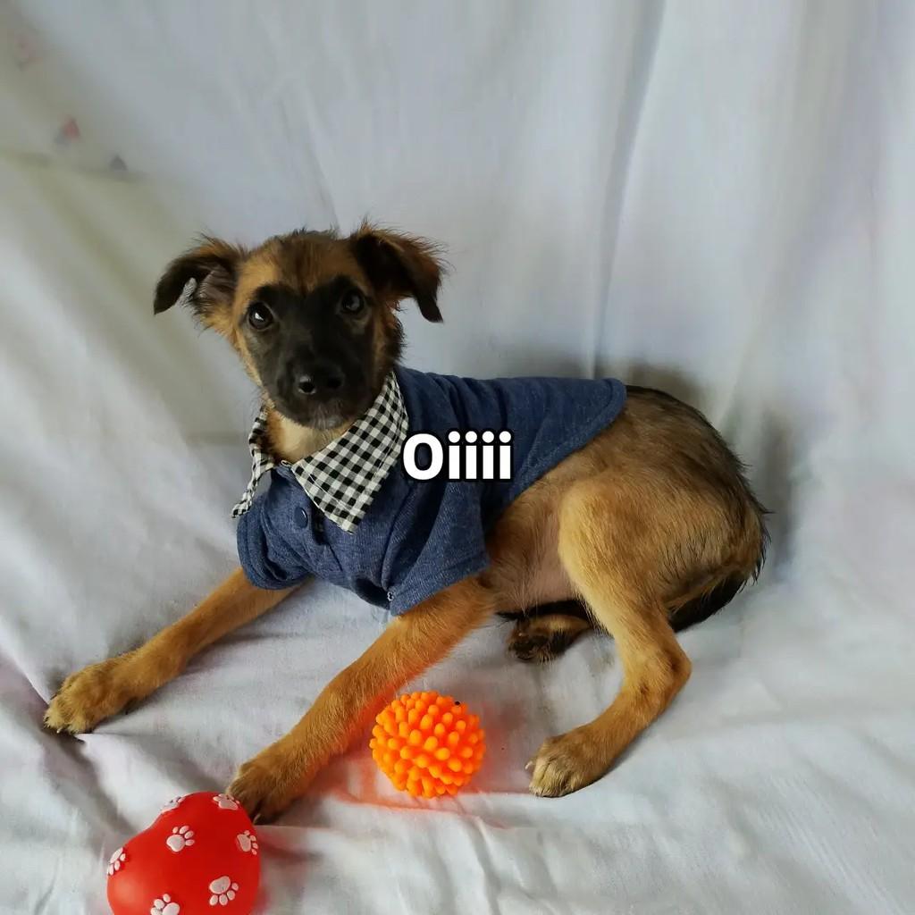 Baby Kevin, cachorro de porte pequeno para adoção em Salvador - BA