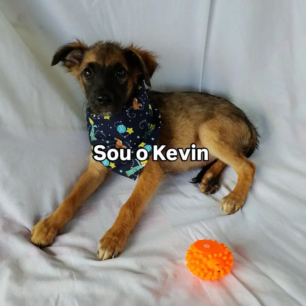 Baby Kevin, cachorro de porte pequeno para adoção em Salvador - BA — foto 2 de 8