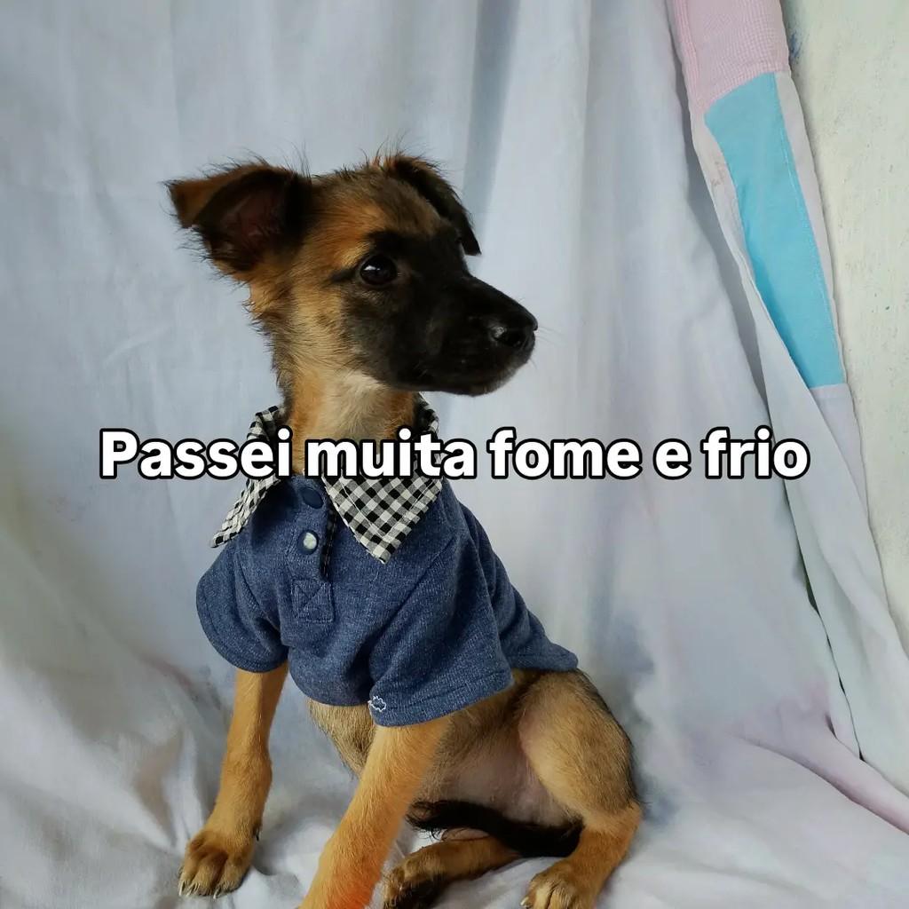 Baby Kevin, cachorro de porte pequeno para adoção em Salvador - BA — foto 3 de 8