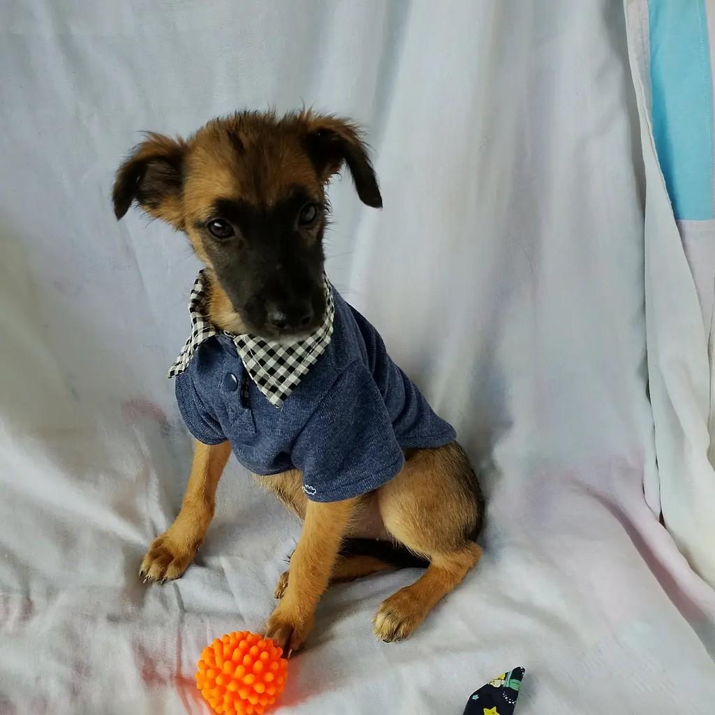 Baby Kevin, cachorro de porte pequeno para adoção em Salvador - BA — foto 4 de 8