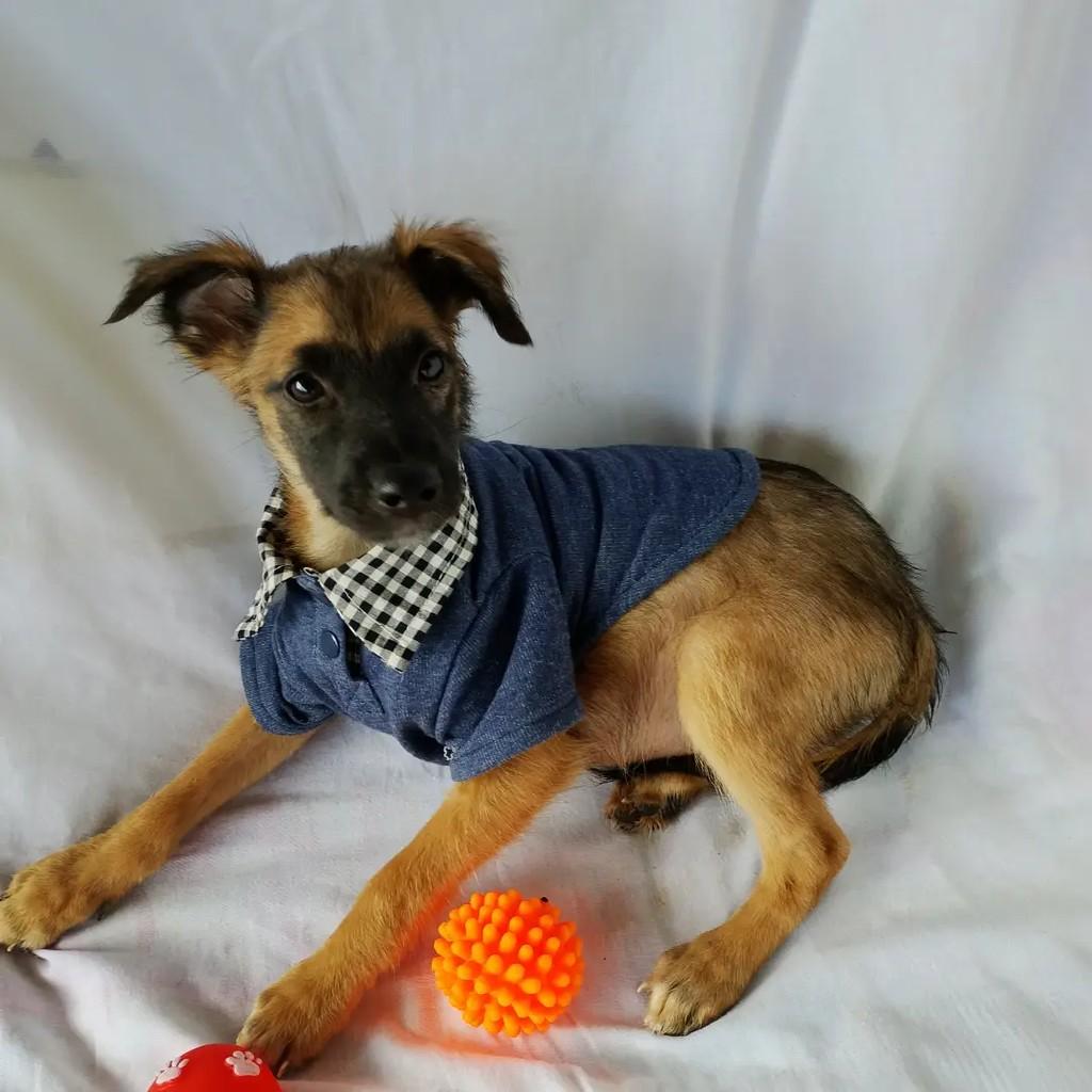 Baby Kevin, cachorro de porte pequeno para adoção em Salvador - BA — foto 5 de 8