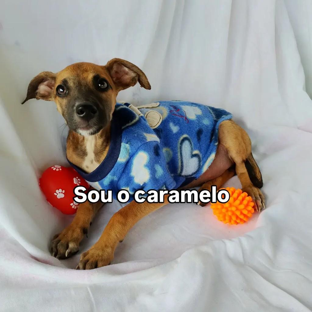 Caramelo, cachorro de porte pequeno para adoção em Salvador - BA
