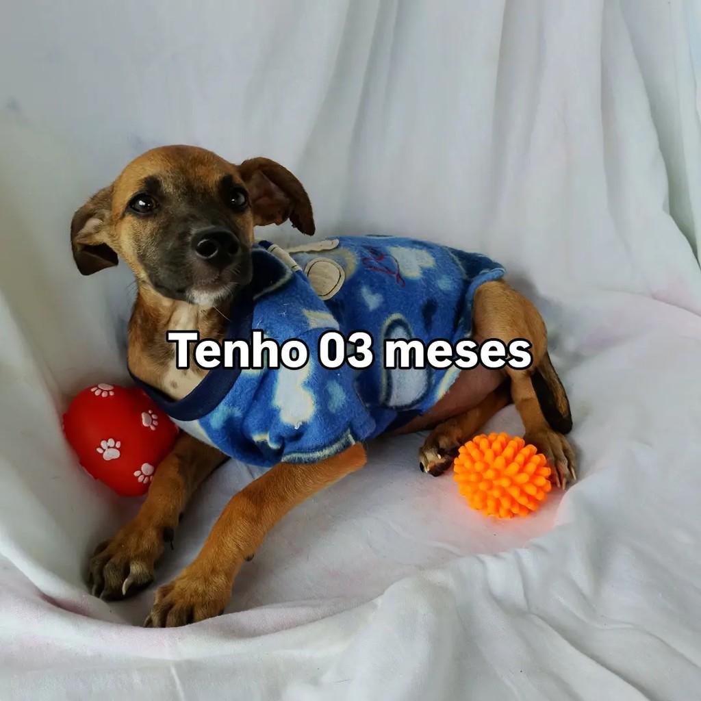 Caramelo, cachorro de porte pequeno para adoção em Salvador - BA — foto 2 de 7