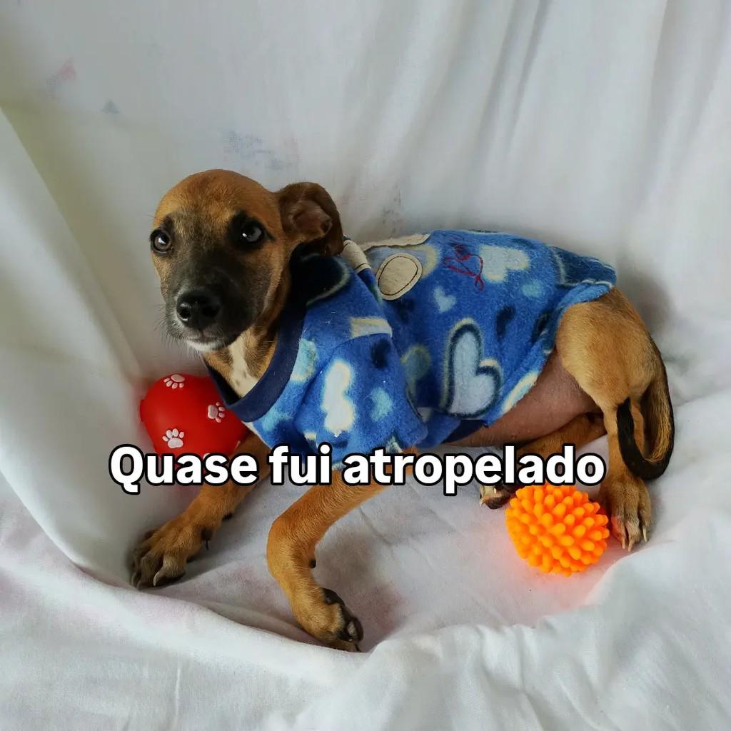 Caramelo, cachorro de porte pequeno para adoção em Salvador - BA — foto 3 de 7