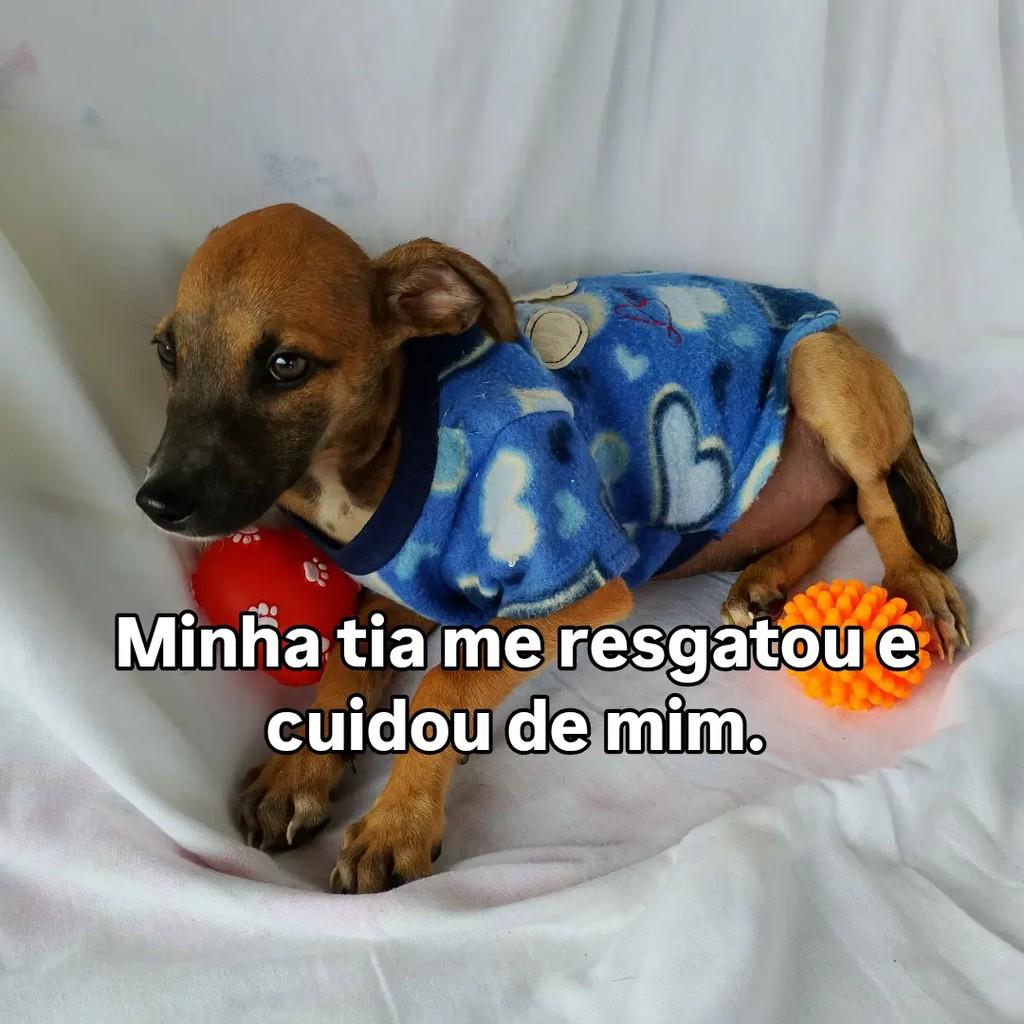 Caramelo, cachorro de porte pequeno para adoção em Salvador - BA — foto 4 de 7