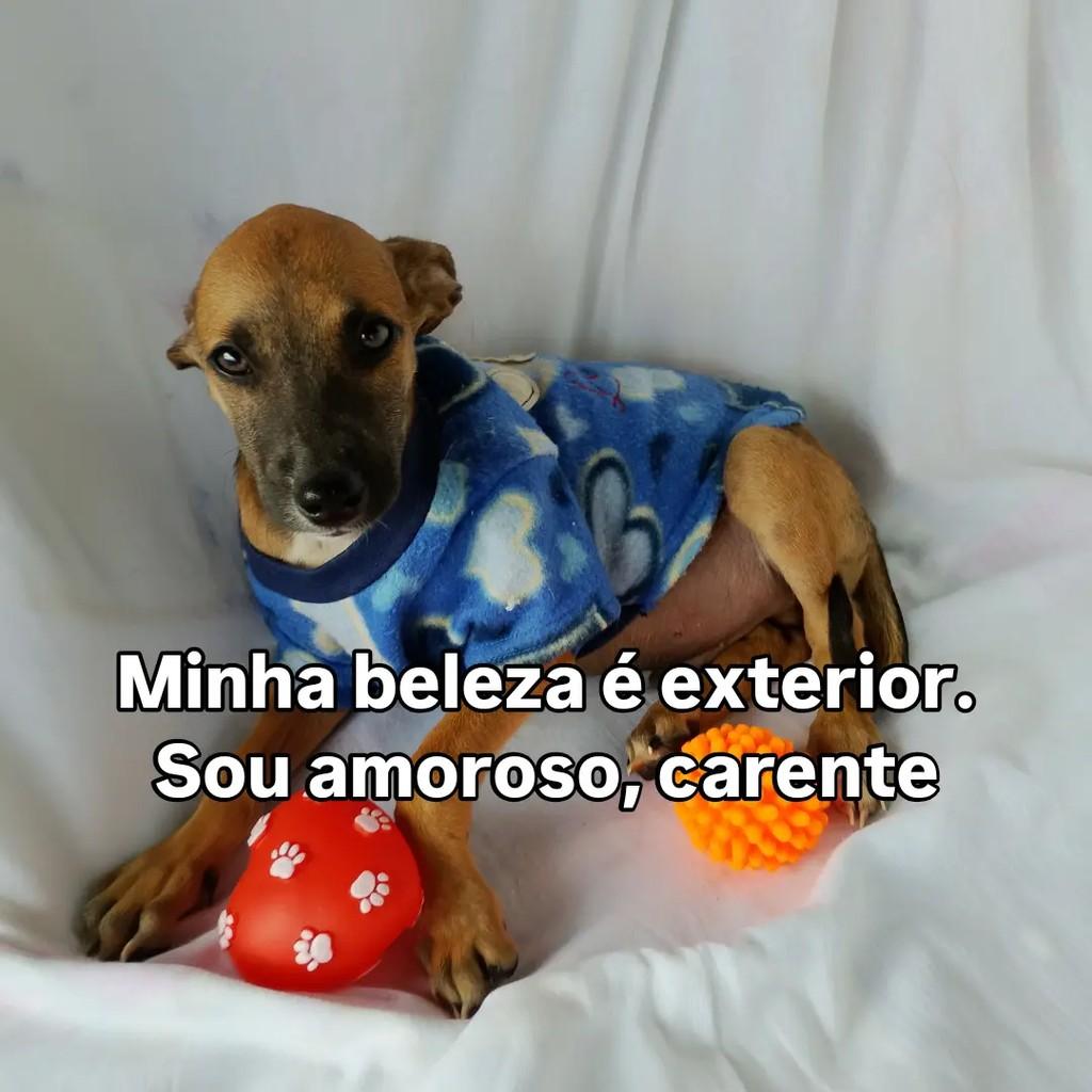 Caramelo, cachorro de porte pequeno para adoção em Salvador - BA — foto 5 de 7
