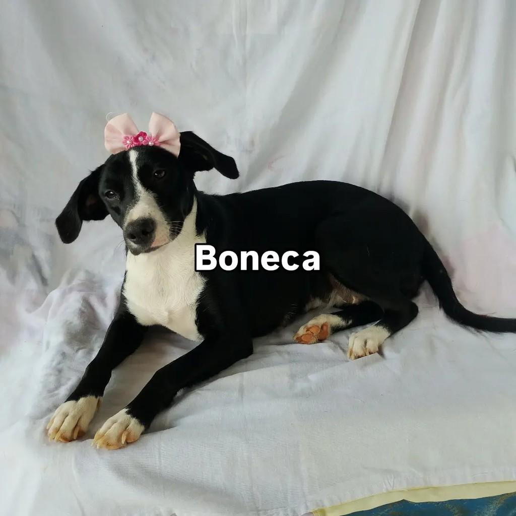 Boneca, cadela de porte pequeno para adoção em Salvador - BA