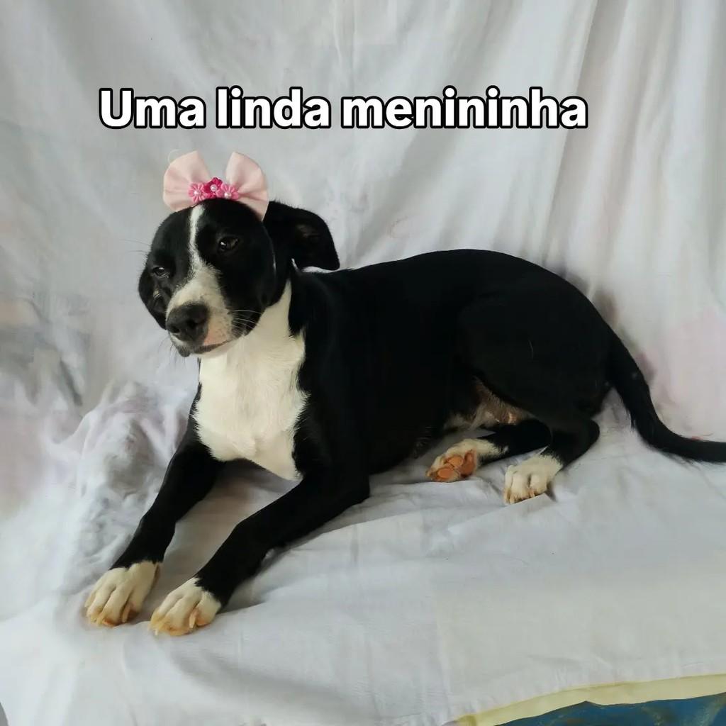 Boneca, cadela de porte pequeno para adoção em Salvador - BA — foto 3 de 14