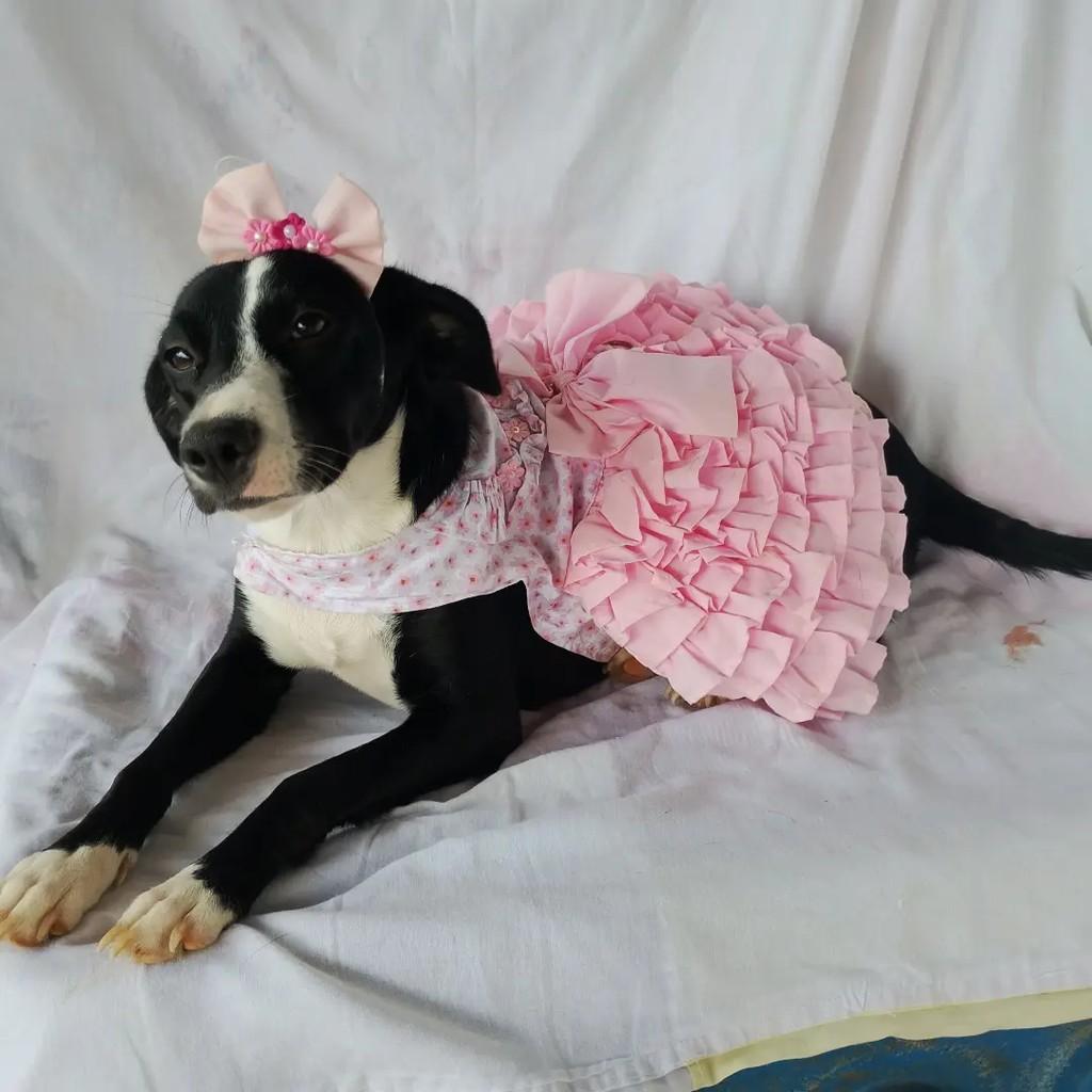 Boneca, cadela de porte pequeno para adoção em Salvador - BA — foto 4 de 14
