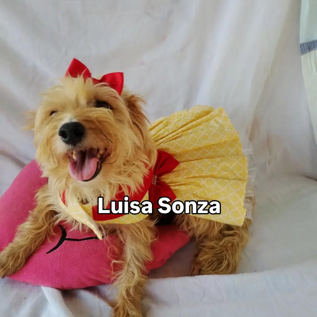 Luisa, cadela de porte pequeno para adoção em Salvador - BA