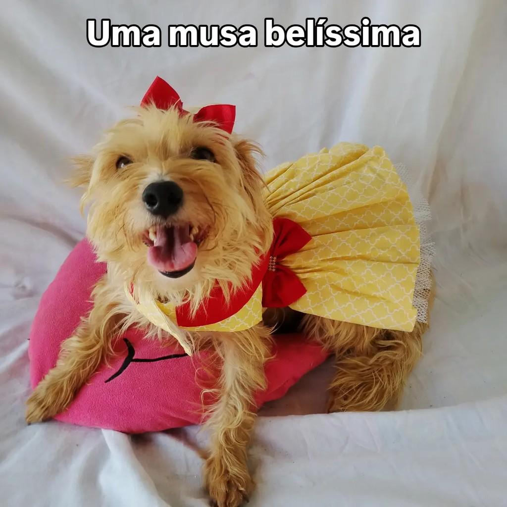 Luisa, cadela de porte pequeno para adoção em Salvador - BA — foto 2 de 10
