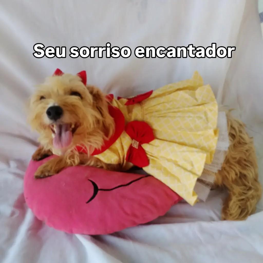Luisa, cadela de porte pequeno para adoção em Salvador - BA — foto 3 de 10