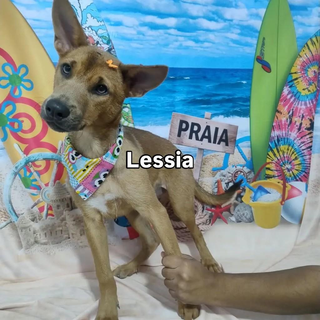 Lessia, cadela de porte pequeno para adoção em Salvador - BA