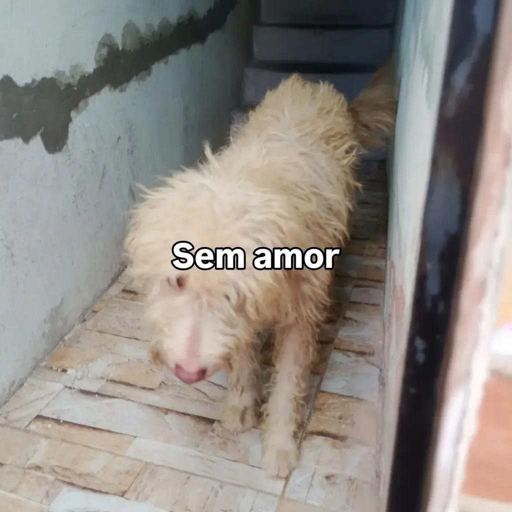Valentino, cachorro de porte médio para adoção em Salvador - BA