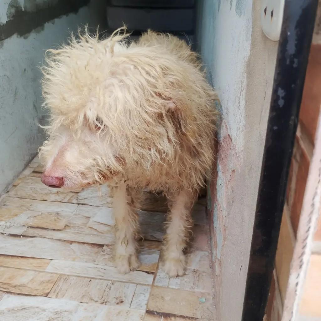 Valentino, cachorro de porte médio para adoção em Salvador - BA — foto 2 de 5