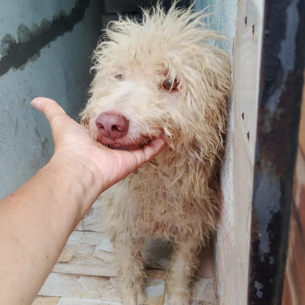 Valentino, cachorro de porte médio para adoção em Salvador - BA — foto 3 de 5