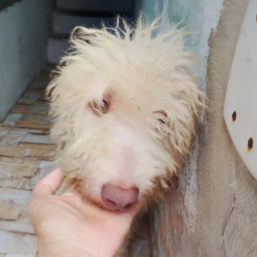 Valentino, cachorro de porte médio para adoção em Salvador - BA — foto 4 de 5