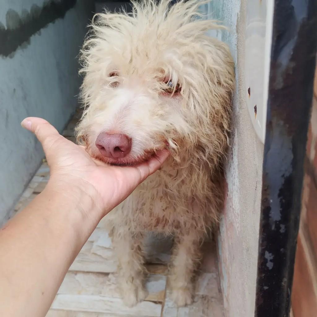 Valentino, cachorro de porte médio para adoção em Salvador - BA — foto 5 de 5