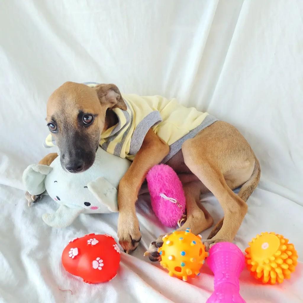 Karamelo, cachorro de porte pequeno para adoção em Salvador - BA