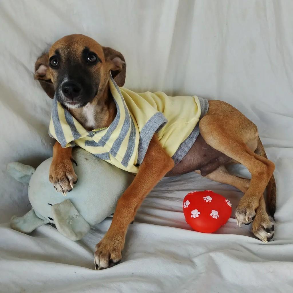 Karamelo, cachorro de porte pequeno para adoção em Salvador - BA — foto 2 de 14