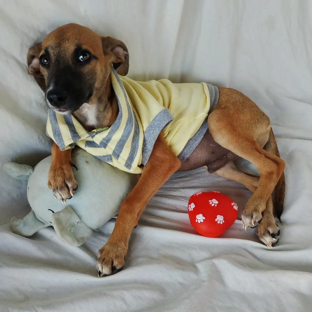Karamelo, cachorro de porte pequeno para adoção em Salvador - BA — foto 3 de 14