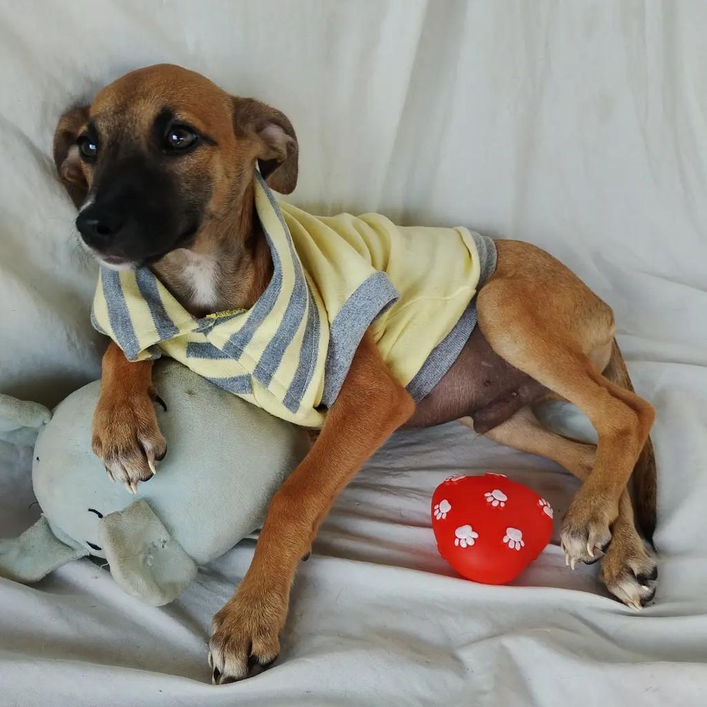Karamelo, cachorro de porte pequeno para adoção em Salvador - BA — foto 4 de 14