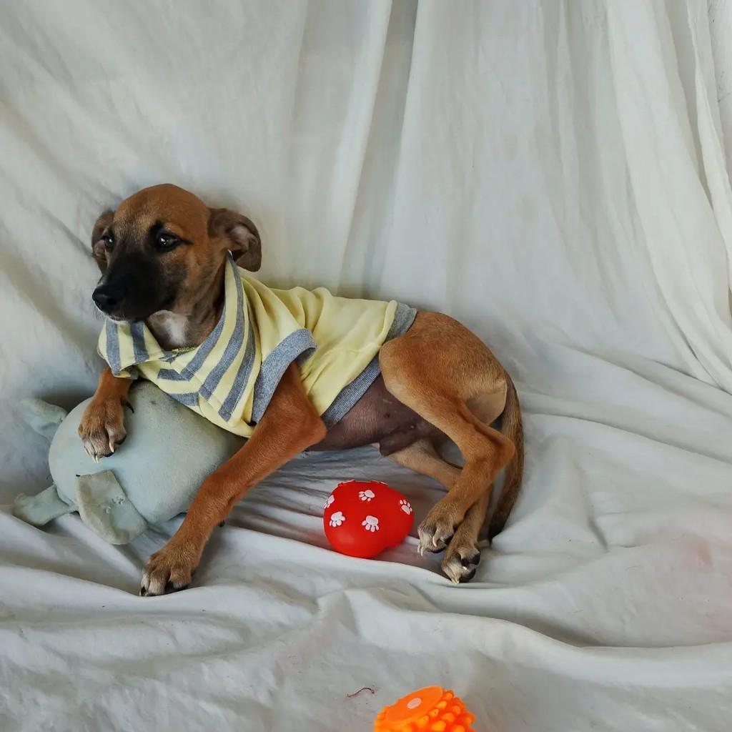 Karamelo, cachorro de porte pequeno para adoção em Salvador - BA — foto 5 de 14