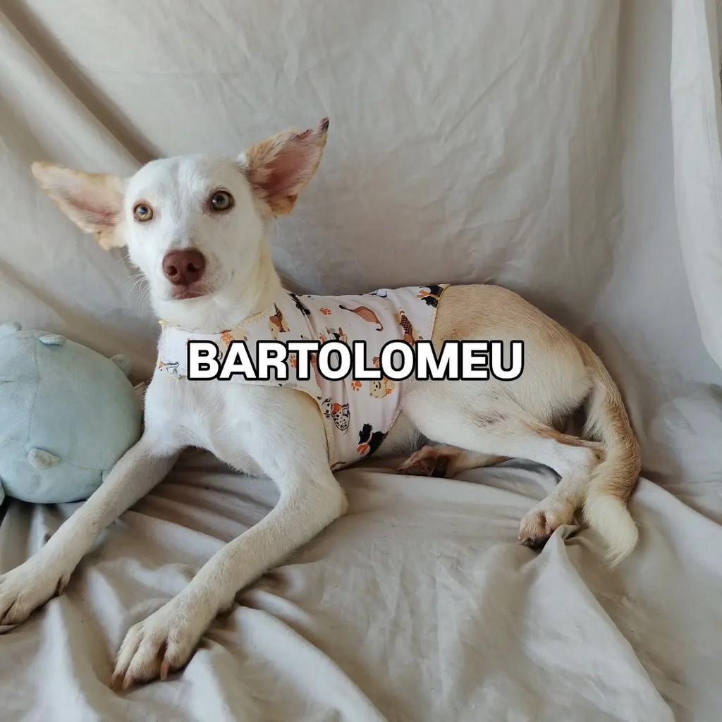 Barto, cachorro de porte pequeno para adoção em Salvador - BA
