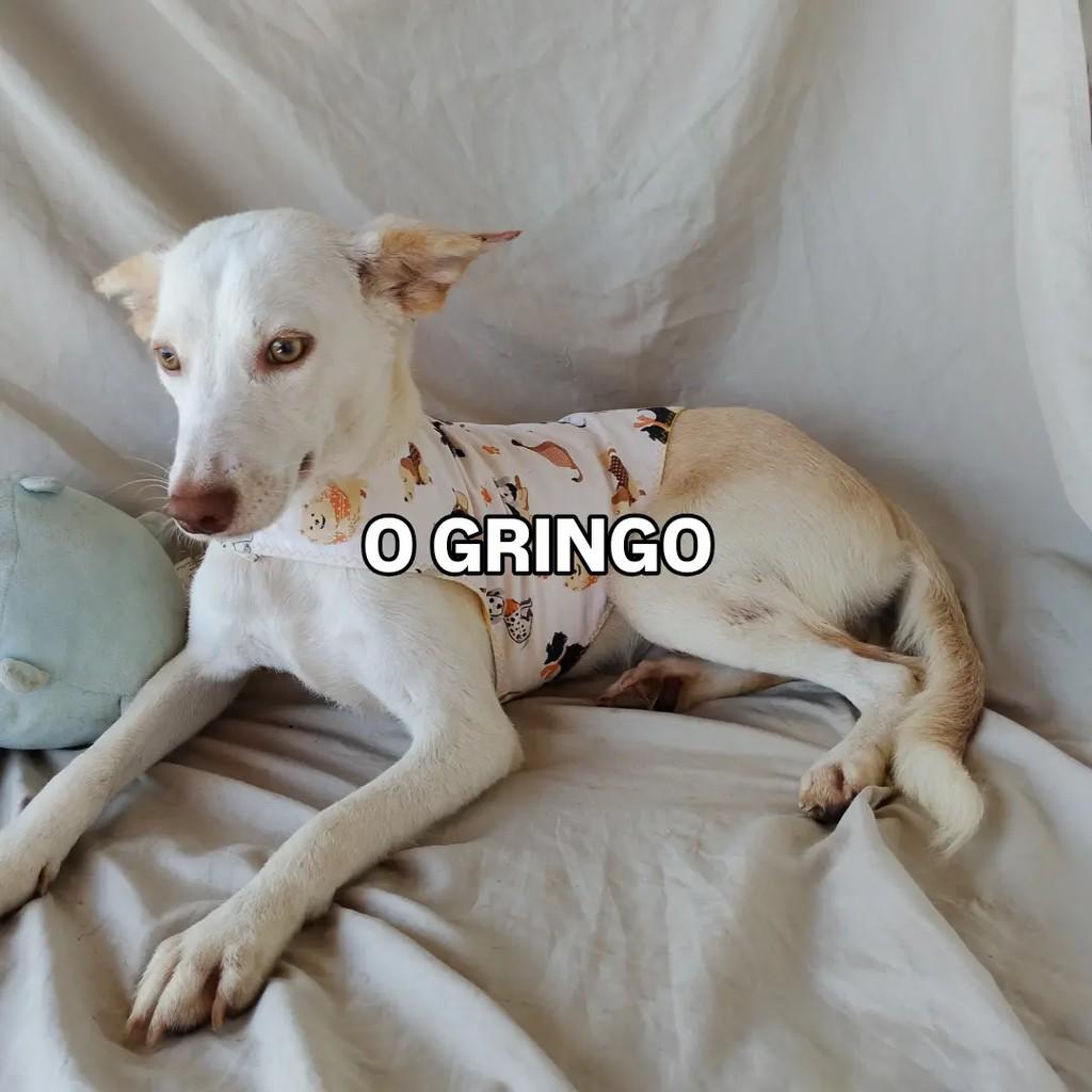 Barto, cachorro de porte pequeno para adoção em Salvador - BA — foto 2 de 14