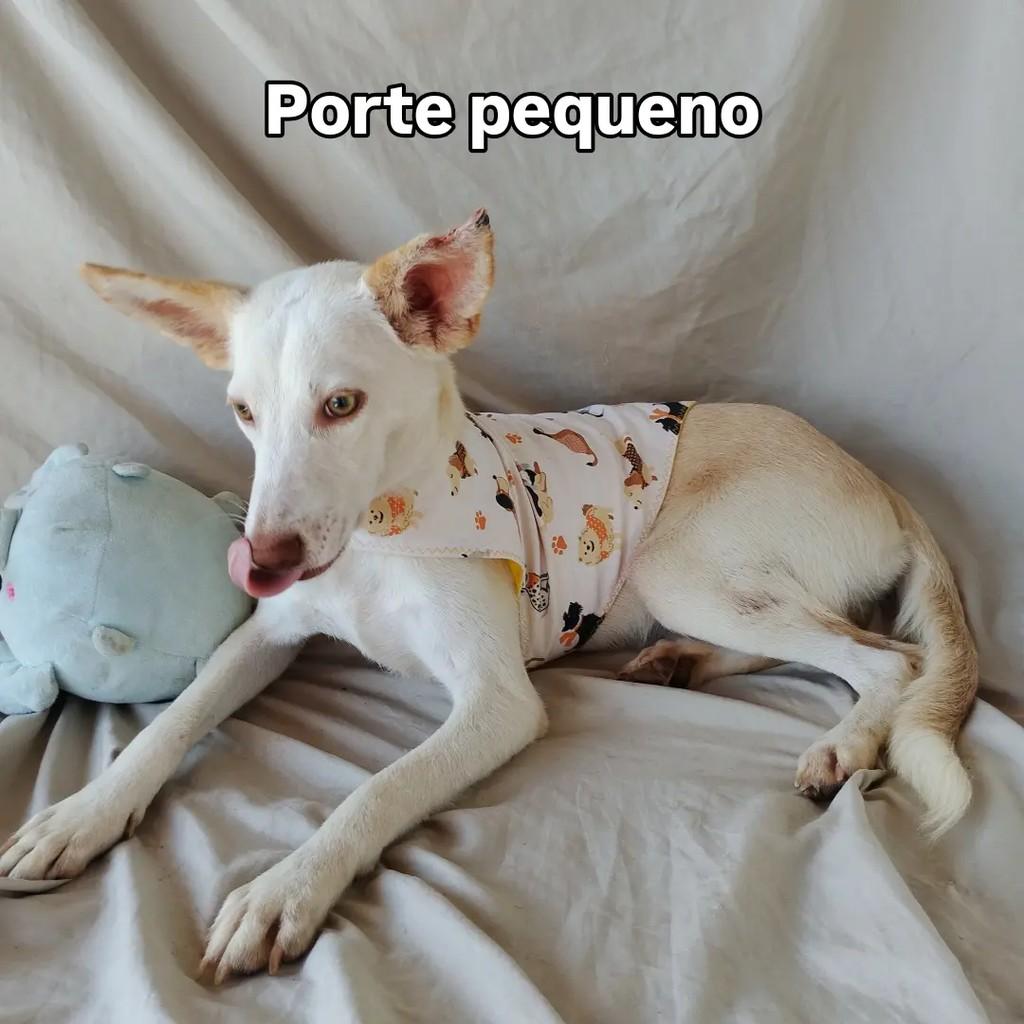 Barto, cachorro de porte pequeno para adoção em Salvador - BA — foto 4 de 14